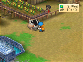 Milking a random cow